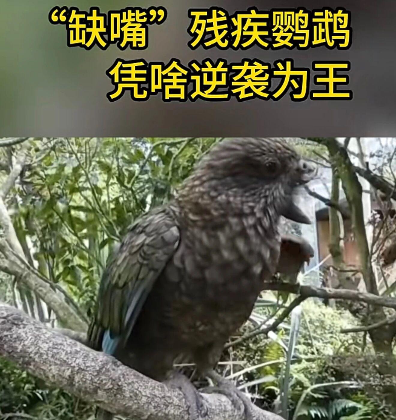 前几张图上的龙是 Mikel Rekondo 在剧集和已出版设定基础上创作的龙，第一张应该是体型最大的几只